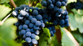 Винарските изби в Благоевград и околността Винарските изби в Благоевград и околността