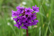 Паркови райони в Рила Паркови райони в Рила