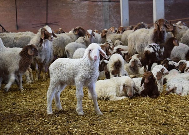 Кои са основните причини да включим продукти от породата овце Асав в менюто си picture8