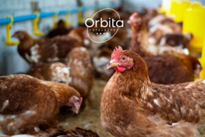 Домашните яйца - природен извор на здраве и вкус в Орбита СПА Хотел Домашните яйца - природен извор на здраве и вкус в Орбита СПА Хотел orbita eggs 3