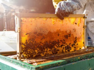 Ползите от консумацията на домашен мед и пчелни продукти Ползите от консумацията на домашен мед и пчелни продукти med 2